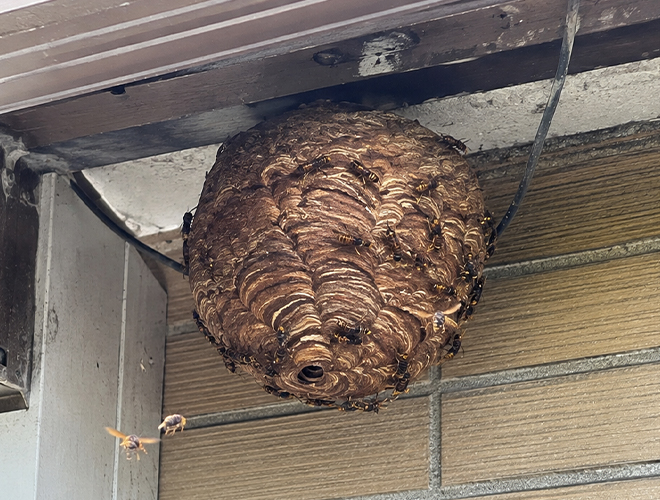害虫駆除